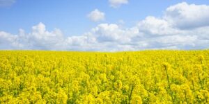Different Kinds of Agricultural Insurance Coverage