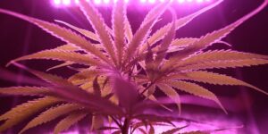 Medical Marijuana Strains: A Quick Guide