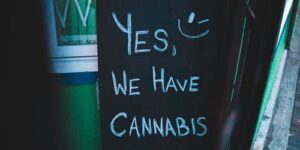 The Cannabis Plant: Things You Need To Know